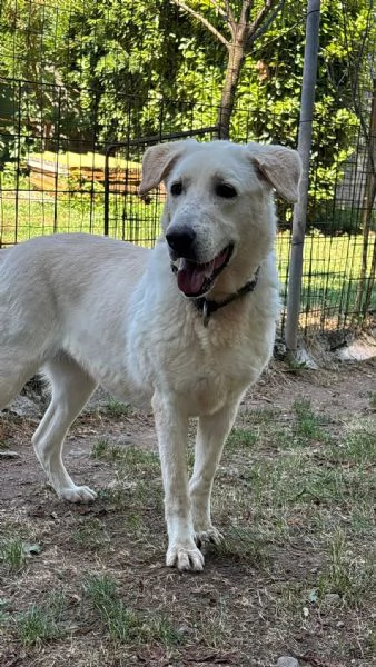 Easy un Labrador color miele | Foto 3