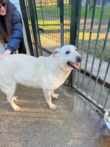 Easy un Labrador color miele | Foto 2