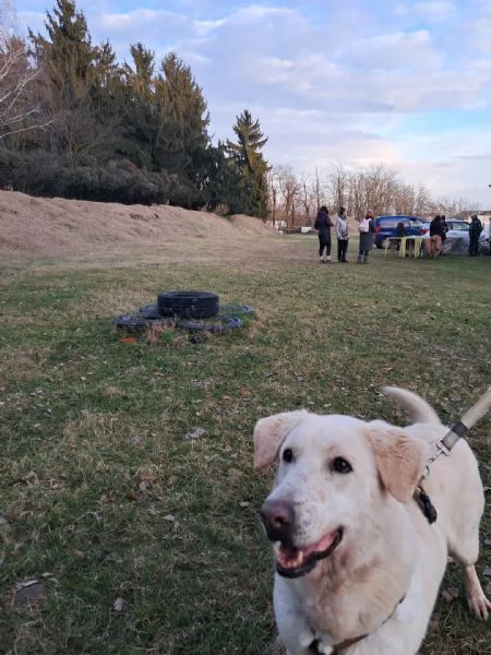 Easy un Labrador color miele | Foto 2