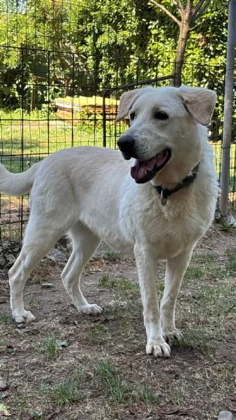 Splendida Labrador  easy | Foto 2