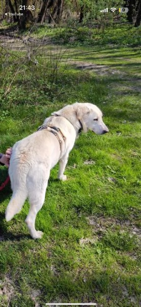 simil labrador  easy | Foto 1