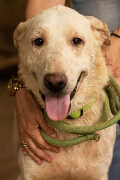 Easy un Labrador color miele | Foto 0