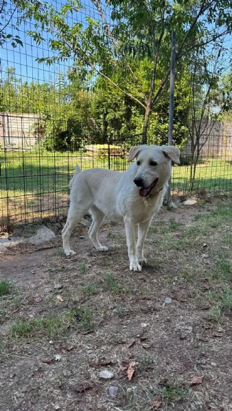 simil labrador  easy
