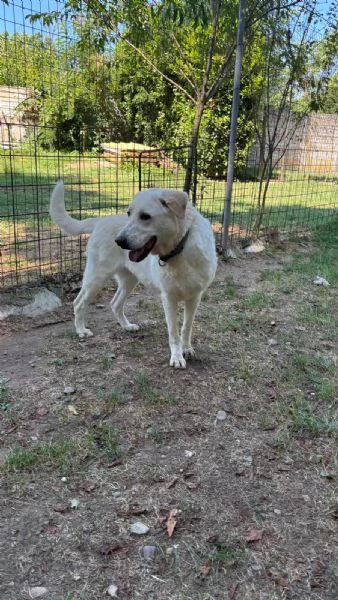 simil labrador  easy | Foto 0