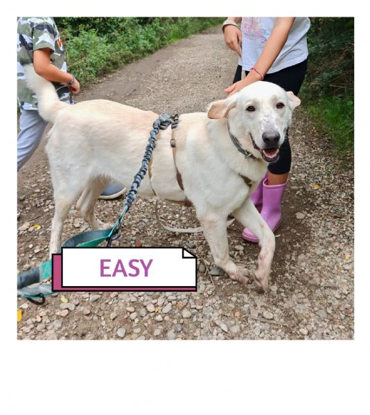 Splendida Labrador  easy | Foto 1