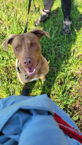 Zoro meraviglioso Simil pitbull Red Nose  | Foto 4