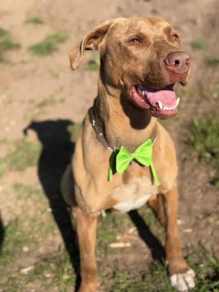 Zoro meraviglioso Simil pitbull Red Nose  | Foto 3