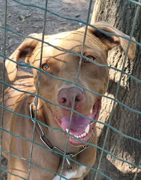 Meraviglioso Pitbull  ZORO | Foto 4