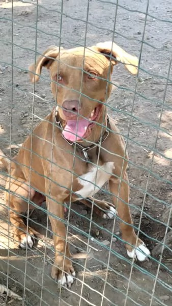 Meraviglioso Pitbull  ZORO | Foto 3