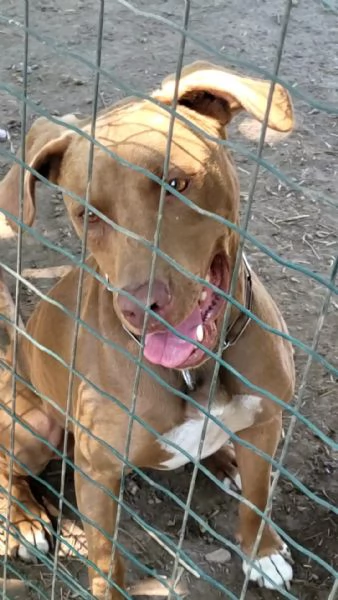 Meraviglioso Pitbull  ZORO | Foto 2