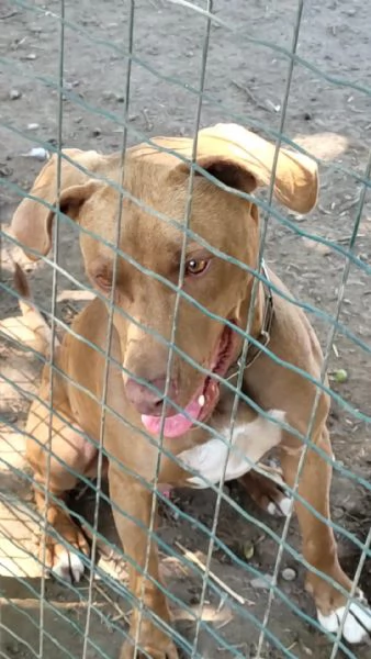 Meraviglioso Pitbull  ZORO | Foto 1