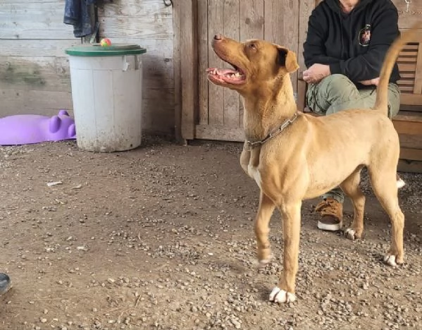 Zoro meraviglioso Simil pitbull Red Nose  | Foto 5