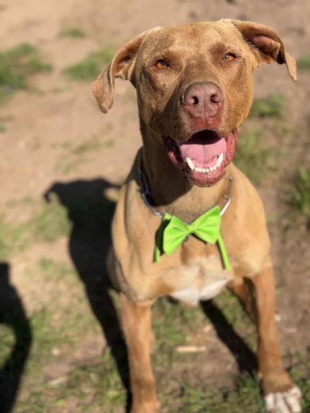 Zoro meraviglioso Simil pitbull Red Nose  | Foto 4