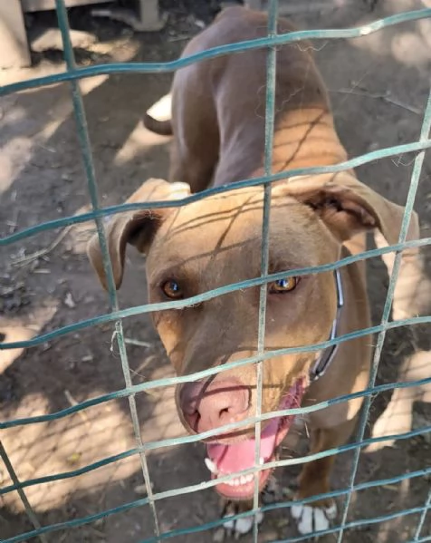 Meraviglioso Pitbull  ZORO | Foto 0