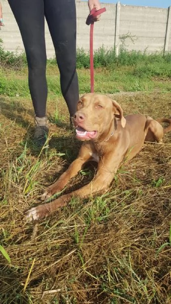 Meraviglioso Pitbull  ZORO | Foto 4