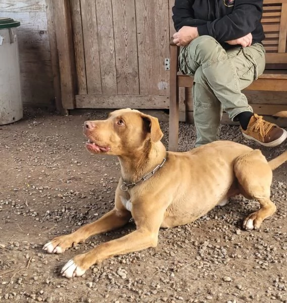 Zoro meraviglioso Simil pitbull Red Nose  | Foto 3