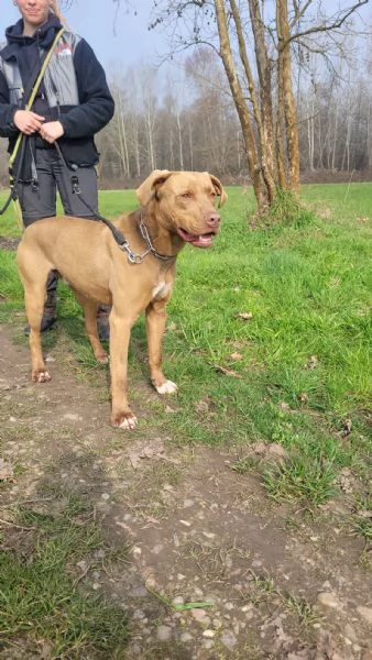 Zoro meraviglioso Simil pitbull Red Nose 