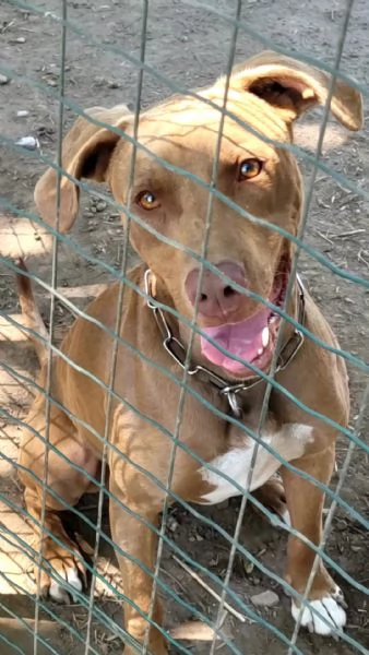 Zoro meraviglioso Simil pitbull Red Nose  | Foto 2