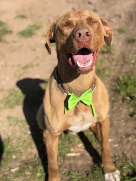 Zoro meraviglioso Simil pitbull Red Nose 