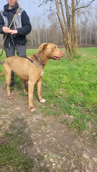 Zoro meraviglioso Simil pitbull Red Nose  | Foto 3