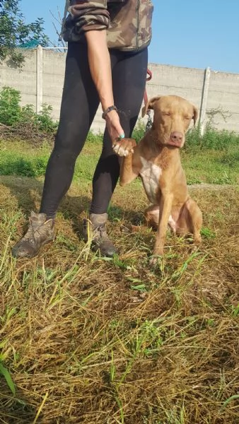 Meraviglioso Pitbull  ZORO | Foto 2