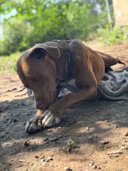 Meraviglioso Pitbull  ZORO | Foto 1