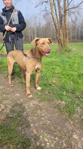 Zoro meraviglioso Simil pitbull Red Nose  | Foto 1