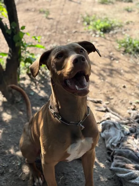 Meraviglioso Pitbull  ZORO | Foto 1