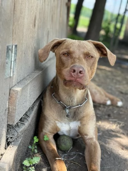 Meraviglioso Pitbull  ZORO | Foto 0