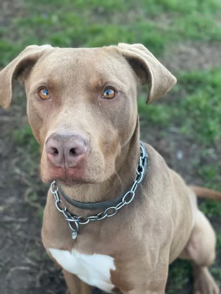 Zoro meraviglioso Simil pitbull Red Nose  | Foto 1