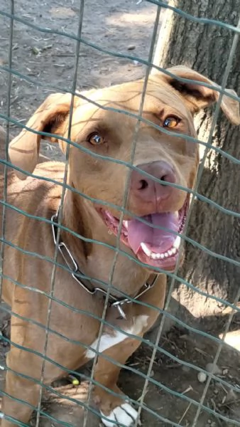 Zoro meraviglioso Simil pitbull Red Nose  | Foto 0