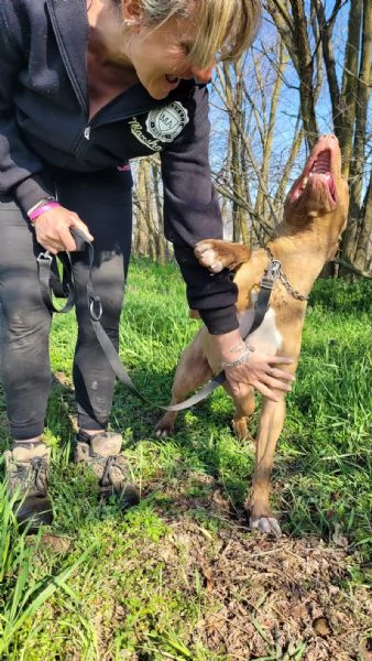 Meraviglioso Pitbull  ZORO | Foto 0