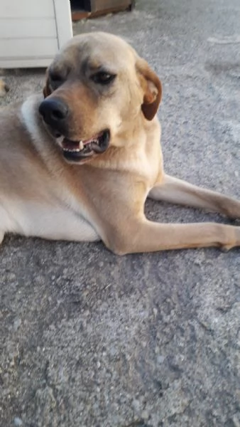 Splendido meticcio  DINGO | Foto 5