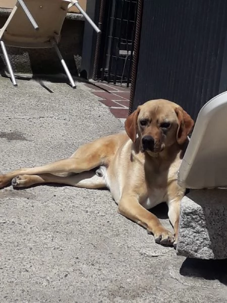 Splendido meticcio  DINGO | Foto 4