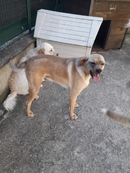 Splendido meticcio  DINGO | Foto 3