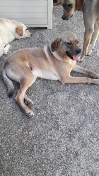 Splendido meticcio  DINGO | Foto 2