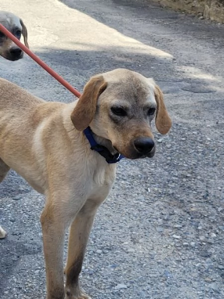 Splendido meticcio  DINGO | Foto 4