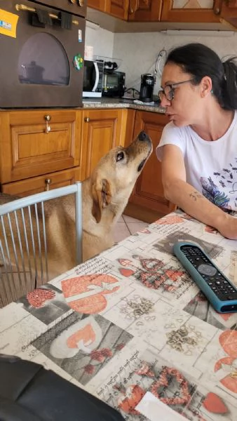Splendido meticcio  DINGO | Foto 1