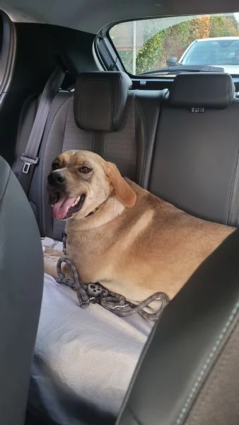 Dylan splendido meticcio | Foto 4