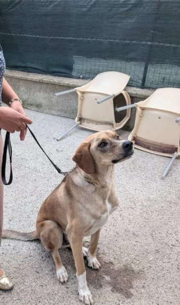 Dylan splendido meticcio