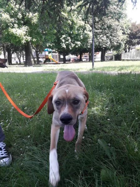 Dylan splendido meticcio | Foto 2