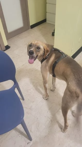 Dylan splendido meticcio | Foto 2