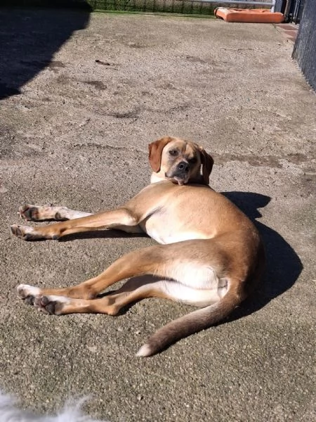 Dylan splendido meticcio