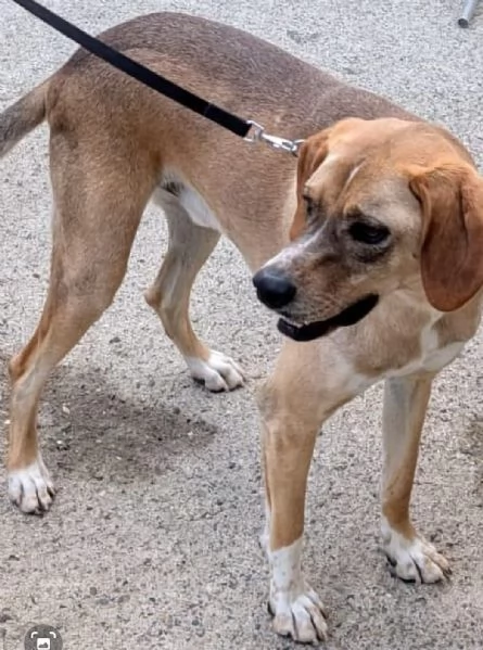 Dylan splendido meticcio | Foto 1