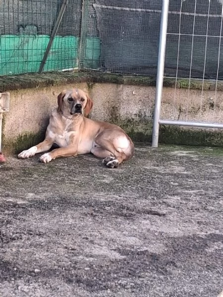 Dylan splendido meticcio | Foto 0