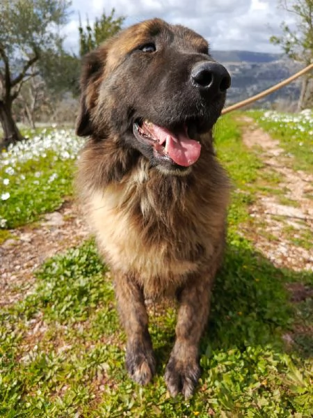 Splendido simil Pastore del Caucaso  TEDDY | Foto 0