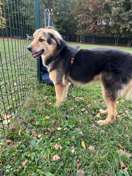 Splendido meticcio MILOU | Foto 6