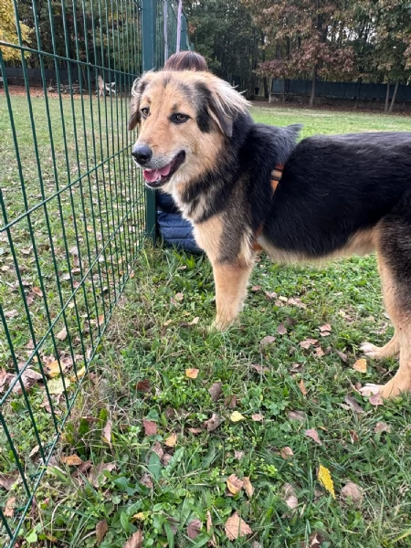 Splendido meticcio MILOU | Foto 5