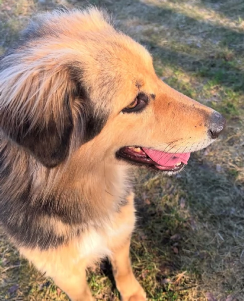 Splendido meticcio MILOU | Foto 4