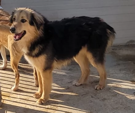 Splendido meticcio MILOU | Foto 4